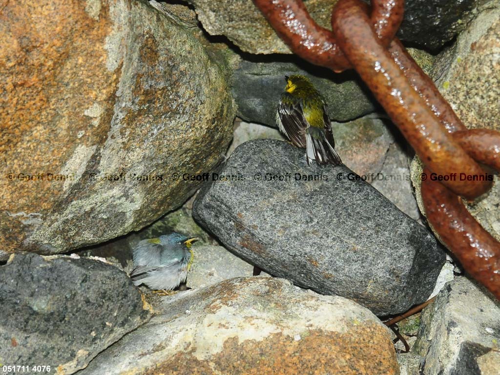 BTGN-BT_Black-throated-Green-Warbler
