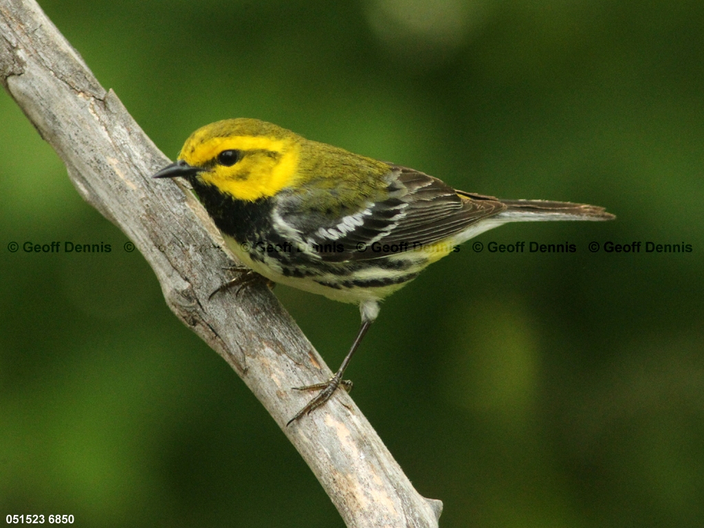 BTGN-BU_Black-throated-Green-Warbler