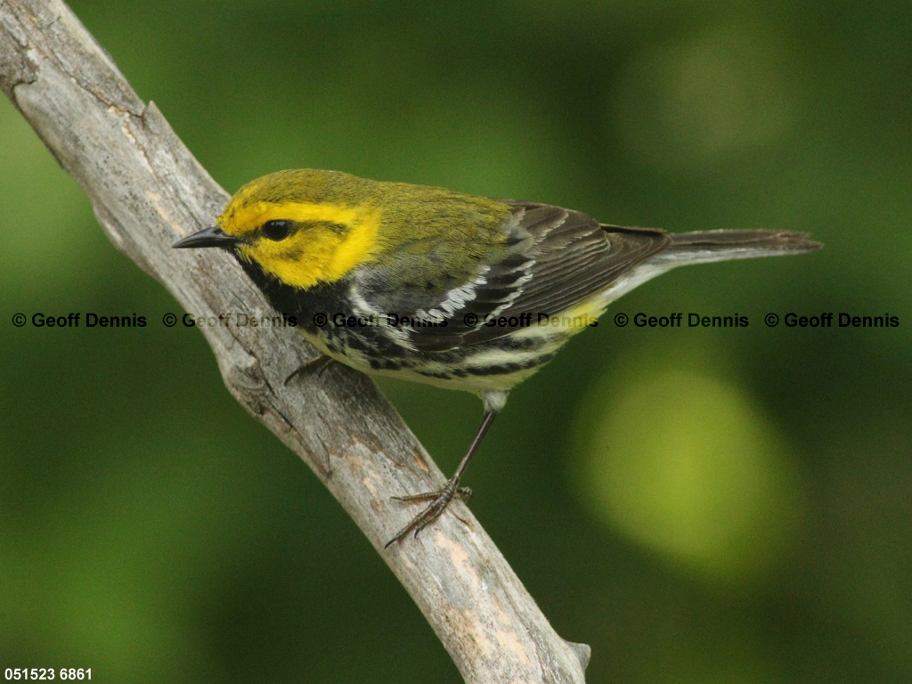 BTGN-BV_Black-throated-Green-Warbler