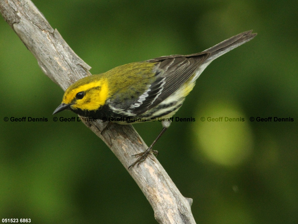 BTGN-BW_Black-throated-Green-Warbler