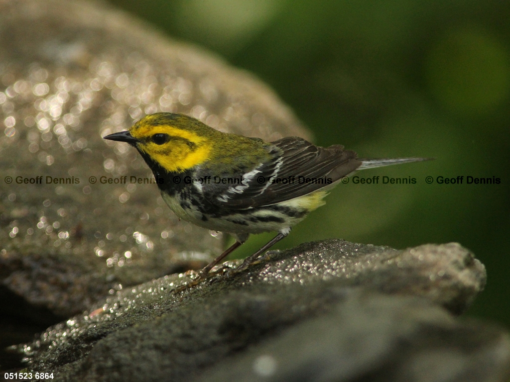 BTGN-BX_Black-throated-Green-Warbler