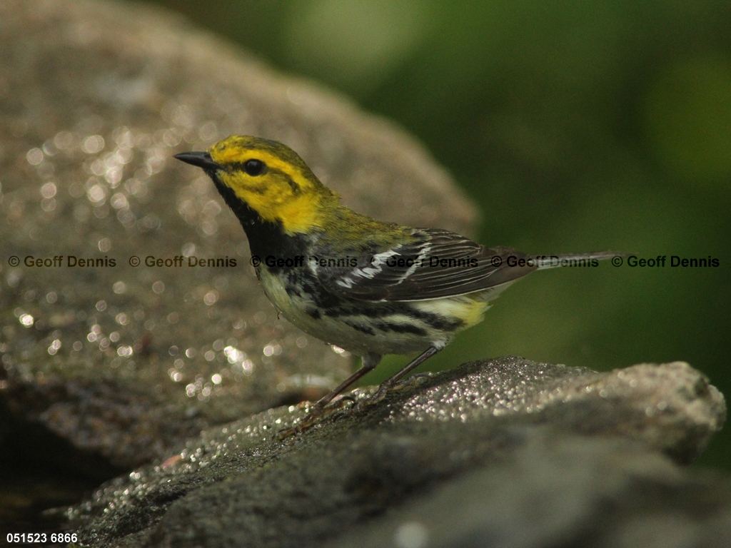 BTGN-BY_Black-throated-Green-Warbler