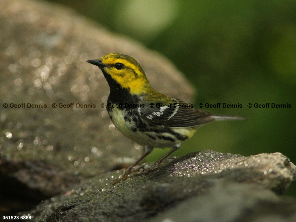 BTGN-BZ_Black-throated-Green-Warbler