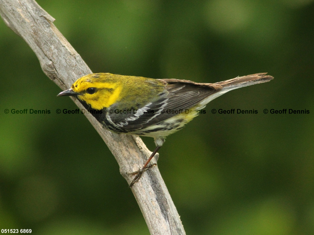 BTGN-CA_Black-throated-Green-Warbler