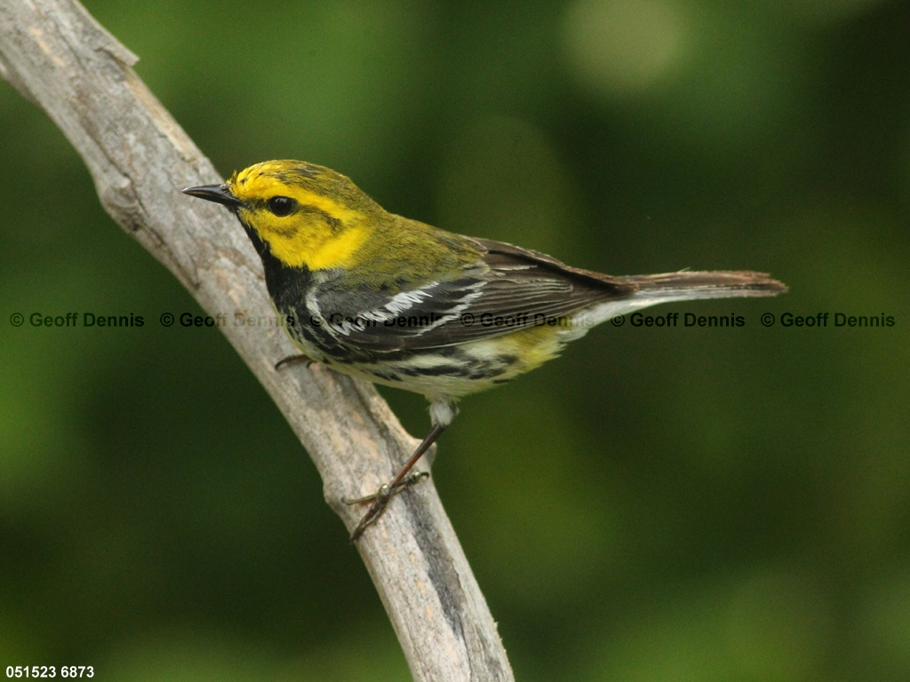 BTGN-CB_Black-throated-Green-Warbler