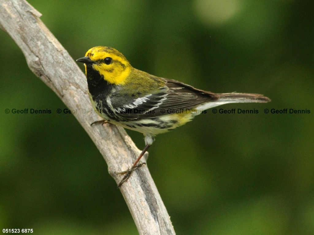 BTGN-CC_Black-throated-Green-Warbler