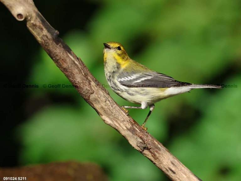 BTGN-CD_Black-throated-Green-Warbler