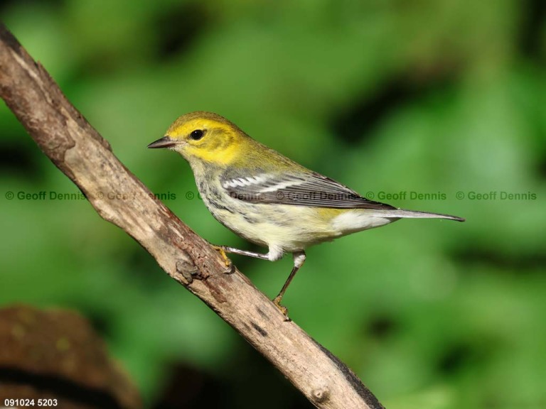 BTGN-CE_Black-throated-Green-Warbler