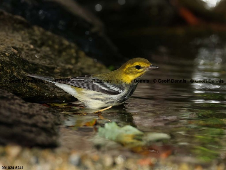 BTGN-CF_Black-throated-Green-Warbler