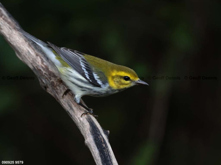 BTGN-CG_Black-throated-Green-Warbler