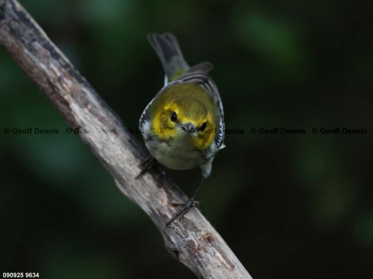 BTGN-CH_Black-throated-Green-Warbler