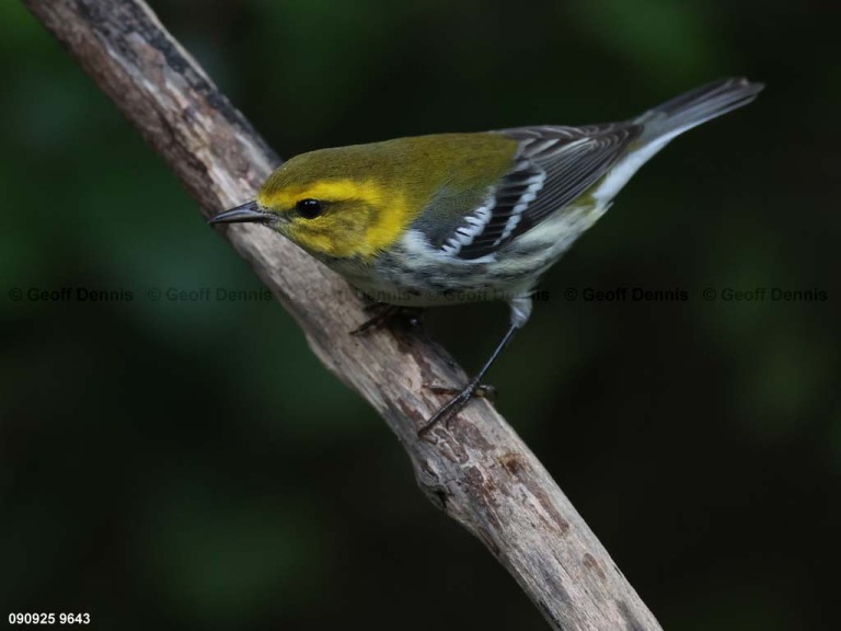 BTGN-CI_Black-throated-Green-Warbler