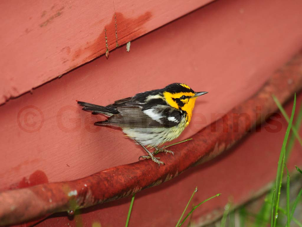 BLBW-AA_Blackburnian-Warbler
