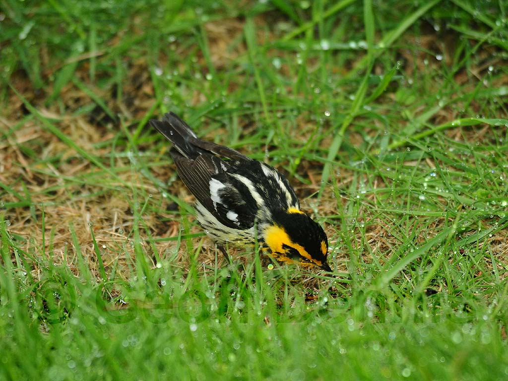 BLBW-AB_Blackburnian-Warbler