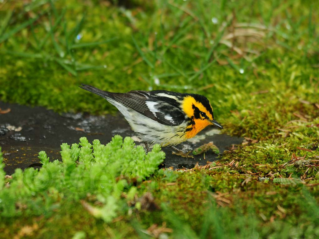 BLBW-AC_Blackburnian-Warbler
