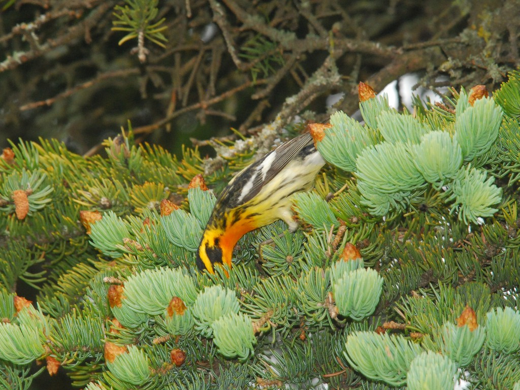 BLBW-AD_Blackburnian-Warbler