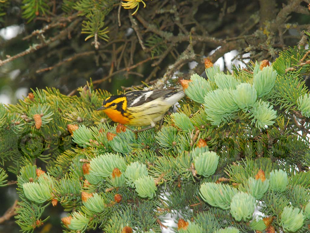 BLBW-AE_Blackburnian-Warbler