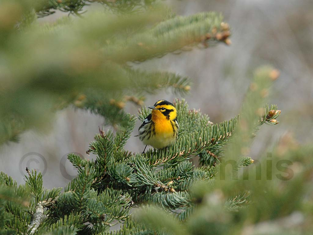 BLBW-AF_Blackburnian-Warbler