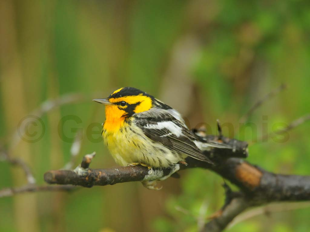 BLBW-AG_Blackburnian-Warbler