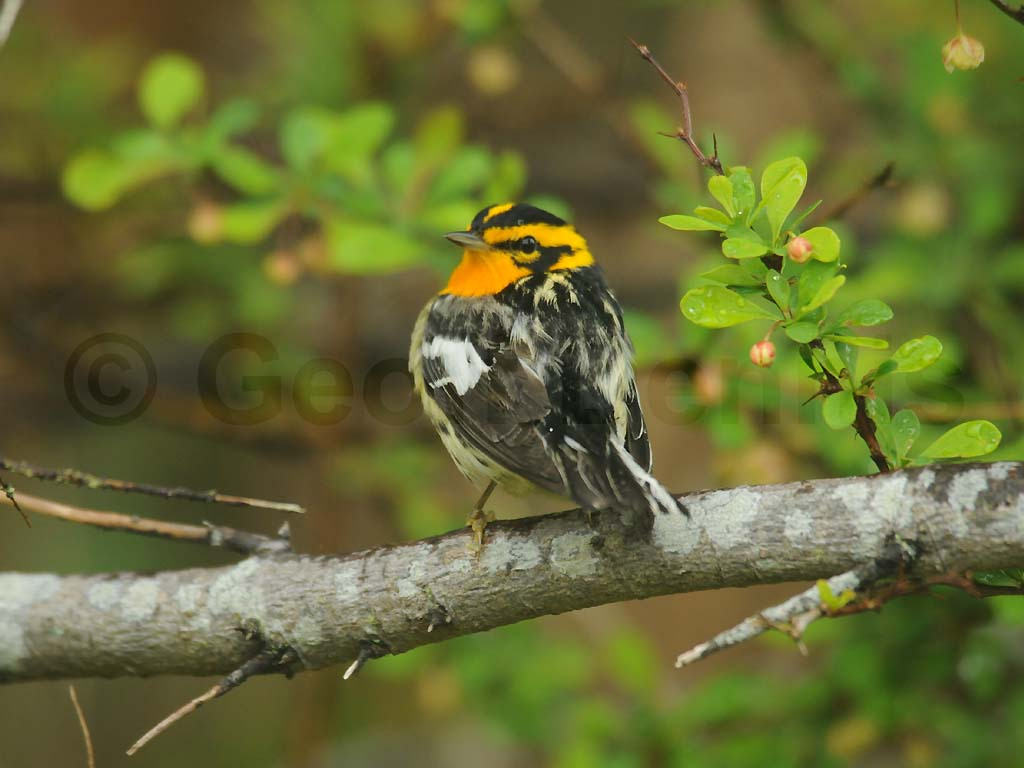 BLBW-AH_Blackburnian-Warbler