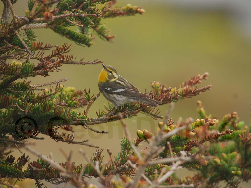 BLBW-AI_Blackburnian-Warbler
