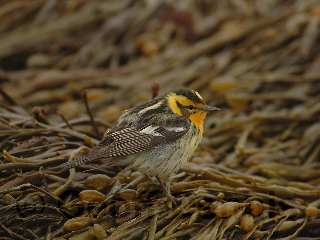 BLBW-AJ_Blackburnian-Warbler