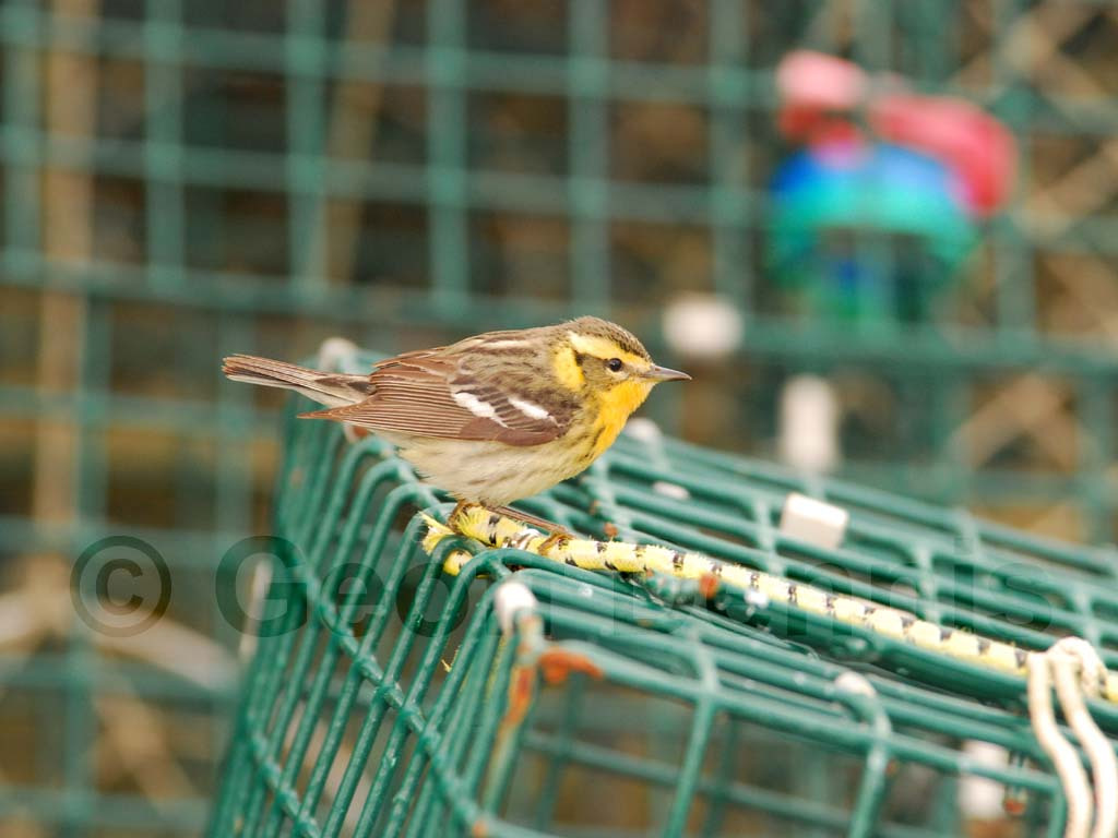 BLBW-AK_Blackburnian-Warbler