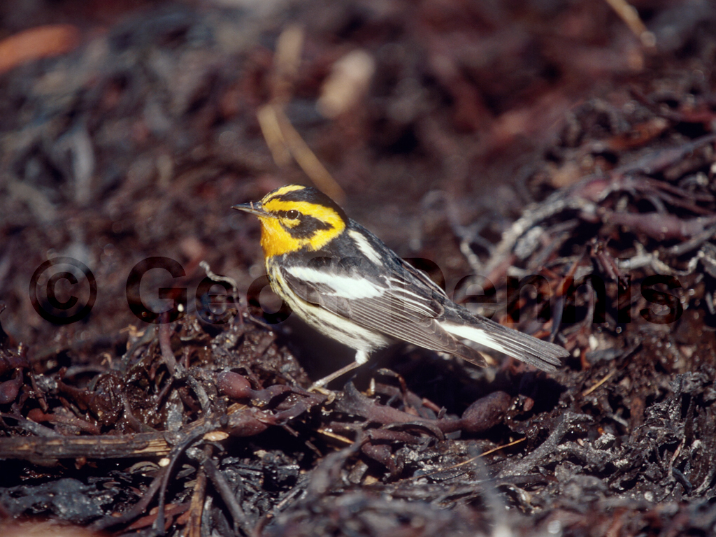 BLBW-AL_Blackburnian-Warbler