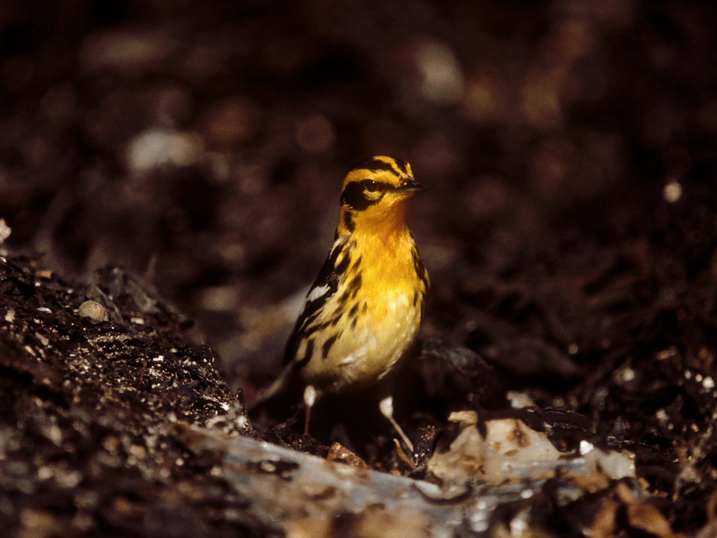 BLBW-AM_Blackburnian-Warbler
