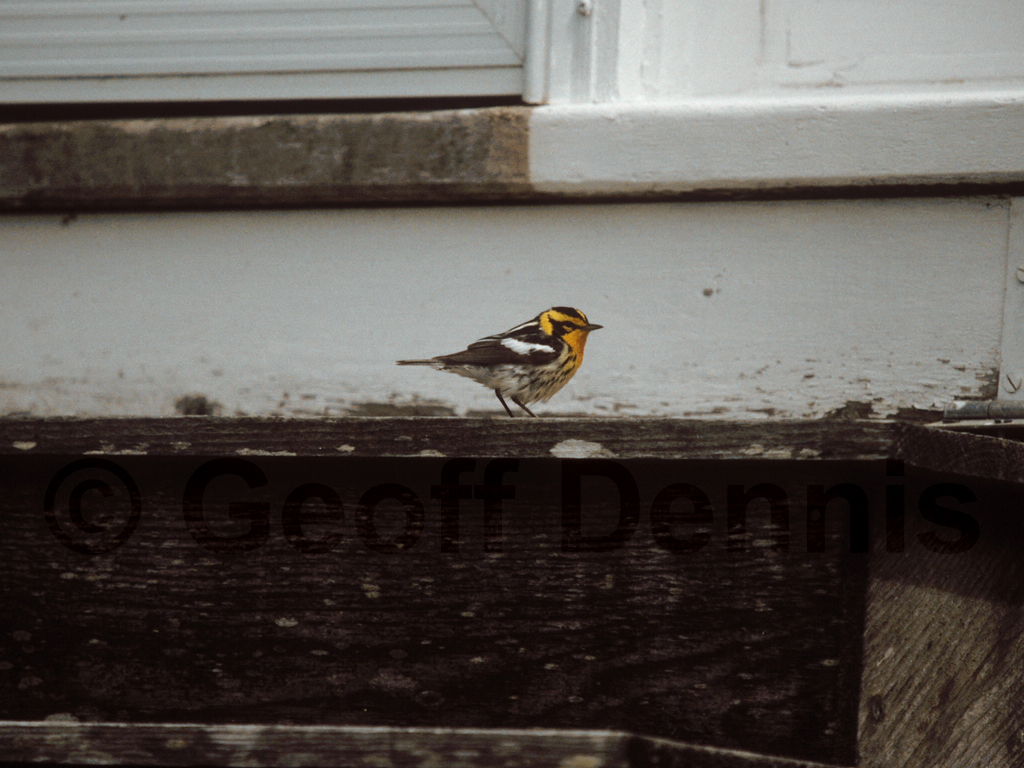 BLBW-AN_Blackburnian-Warbler
