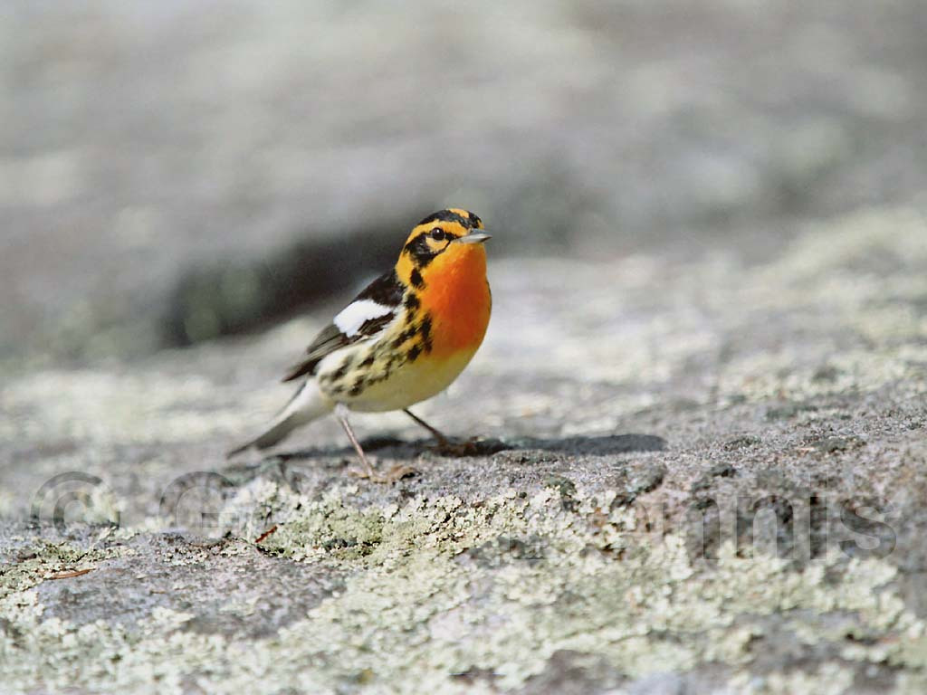 BLBW-AO_Blackburnian-Warbler