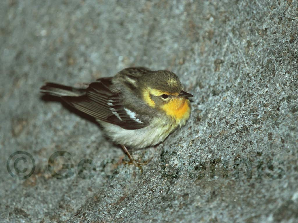 BLBW-AP_Blackburnian-Warbler