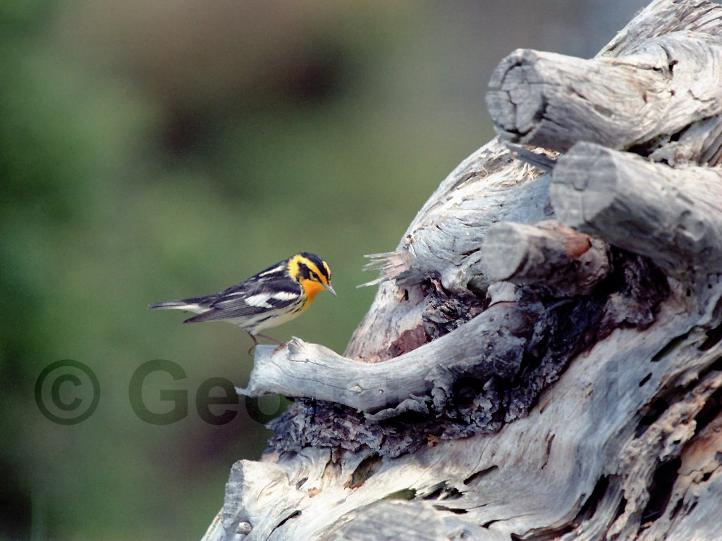 BLBW-AQ_Blackburnian-Warbler