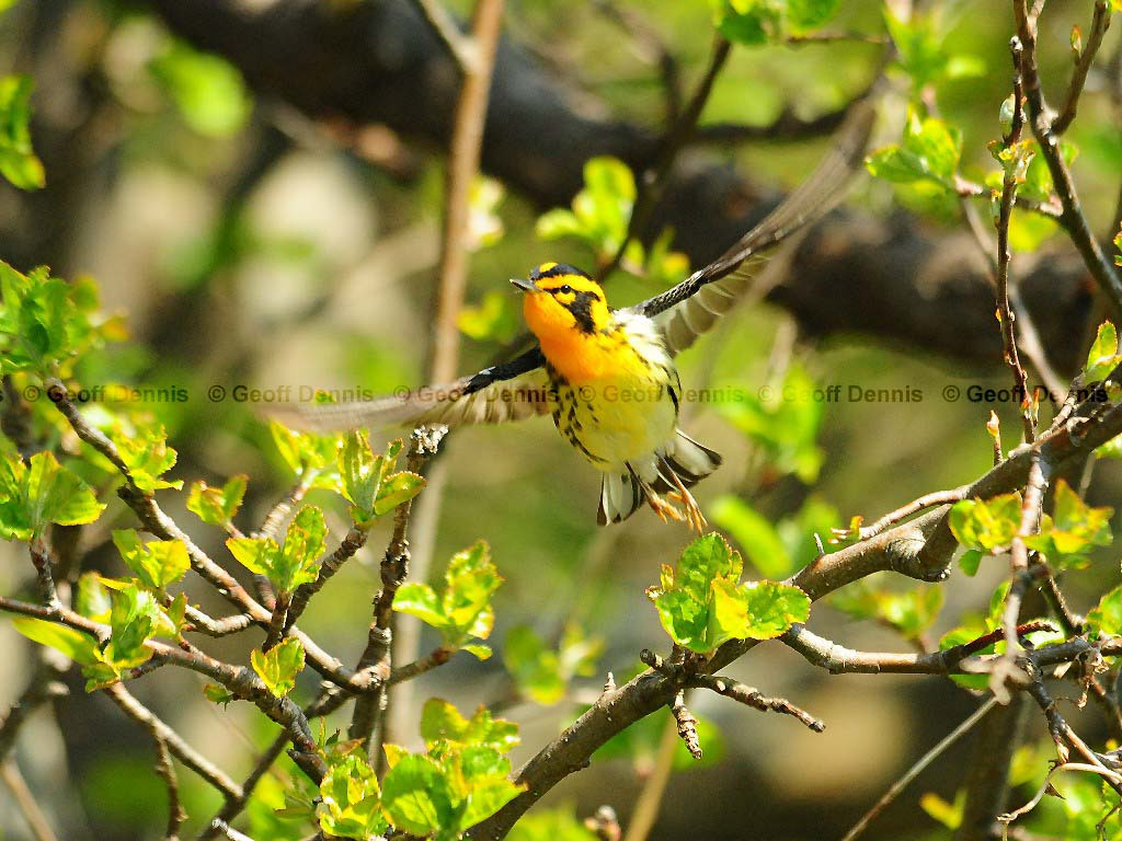 BLBW-AR_Blackburnian-Warbler