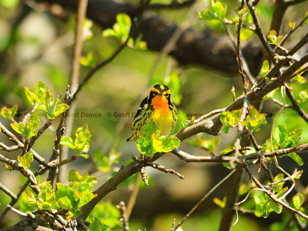 BLBW-AS_Blackburnian-Warbler