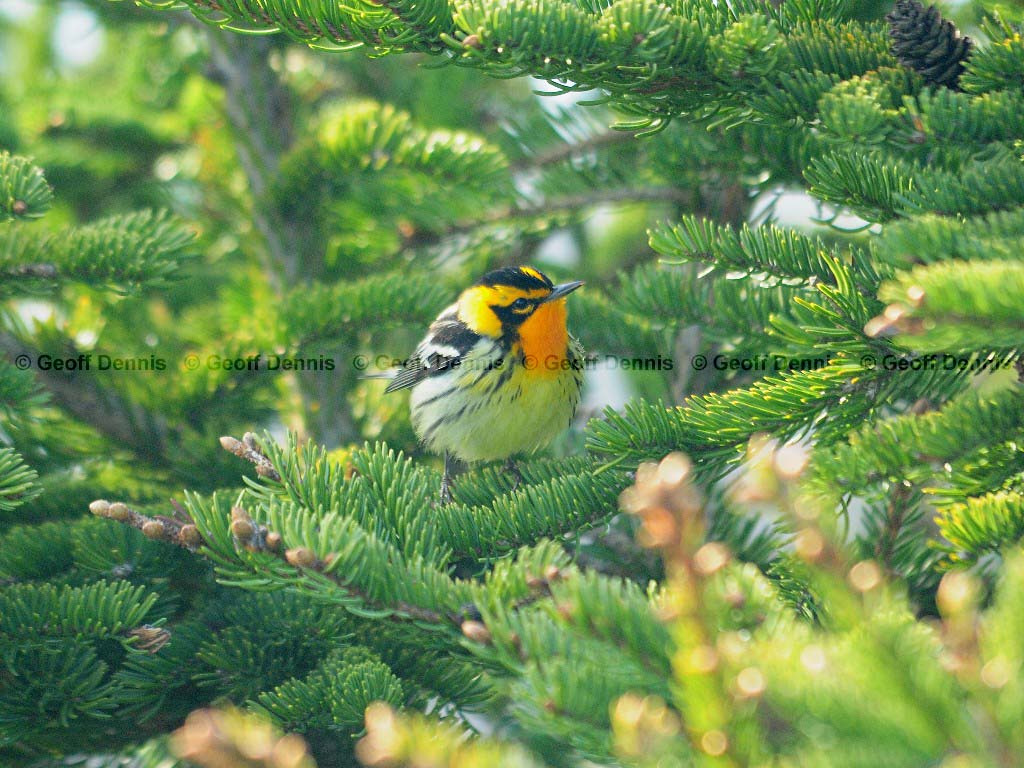 BLBW-AT_Blackburnian-Warbler