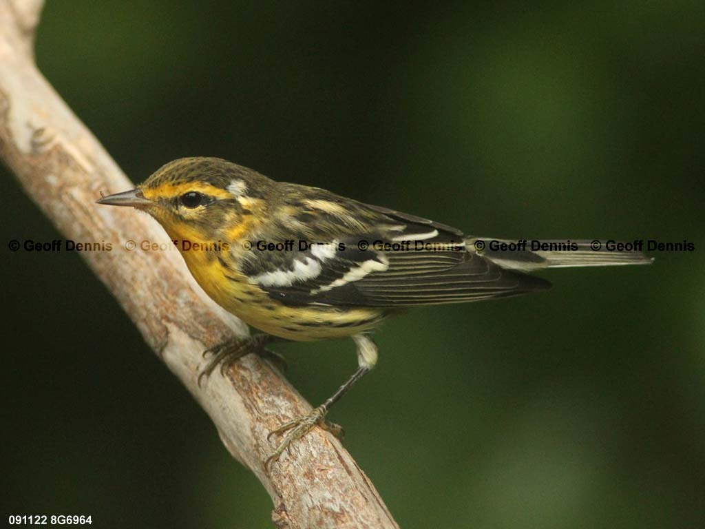 BLBW-AU_Blackburnian-Warbler