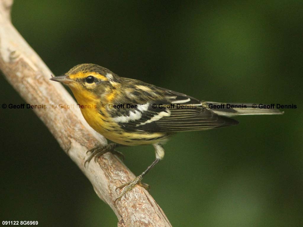 BLBW-AV_Blackburnian-Warbler