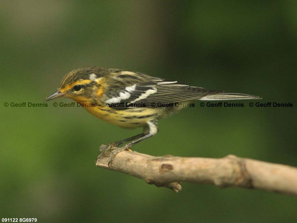 BLBW-AW_Blackburnian-Warbler