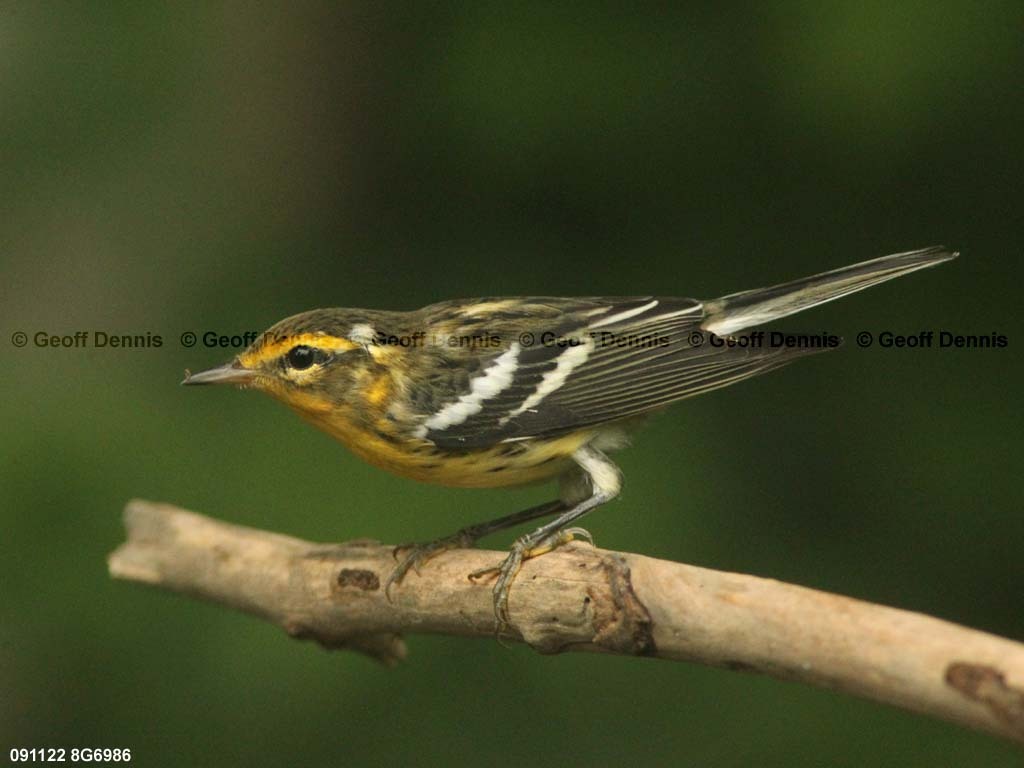 BLBW-AX_Blackburnian-Warbler