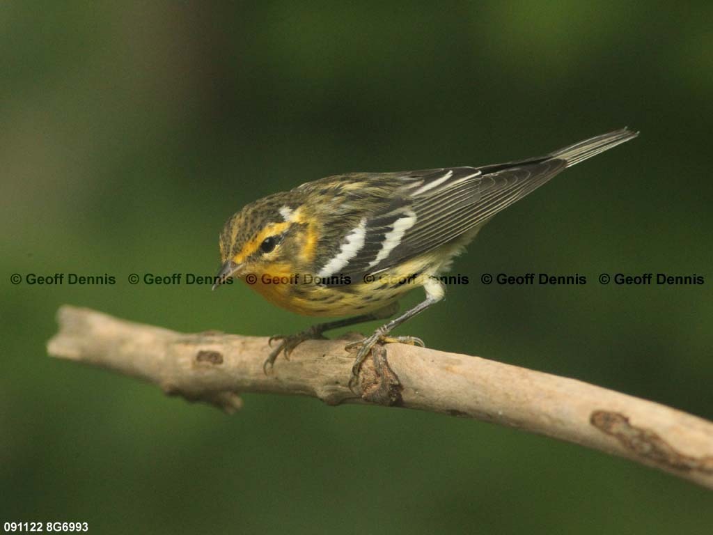 BLBW-AY_Blackburnian-Warbler