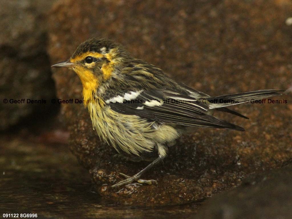BLBW-AZ_Blackburnian-Warbler