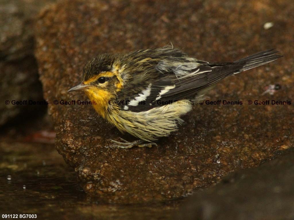 BLBW-BA_Blackburnian-Warbler