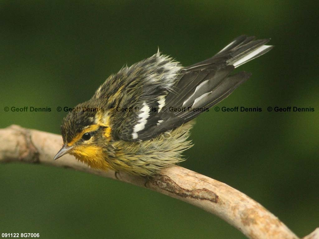 BLBW-BB_Blackburnian-Warbler