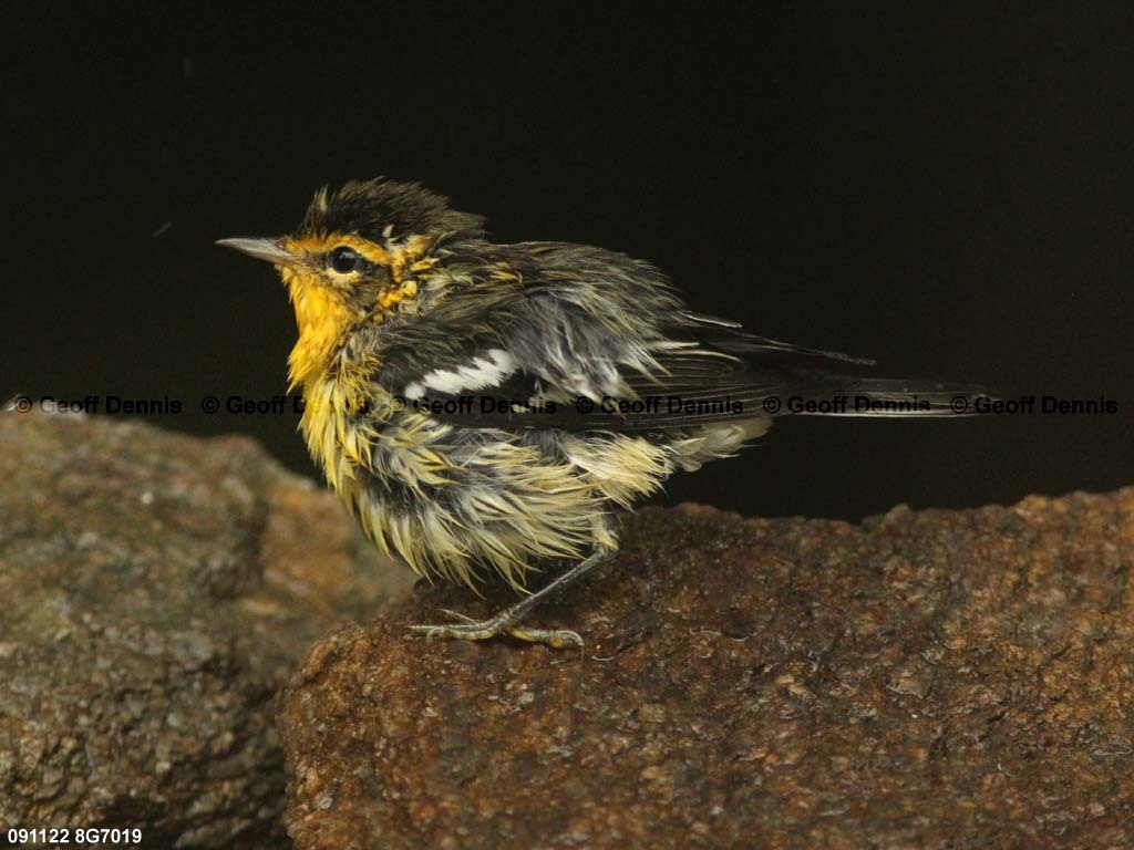BLBW-BC_Blackburnian-Warbler