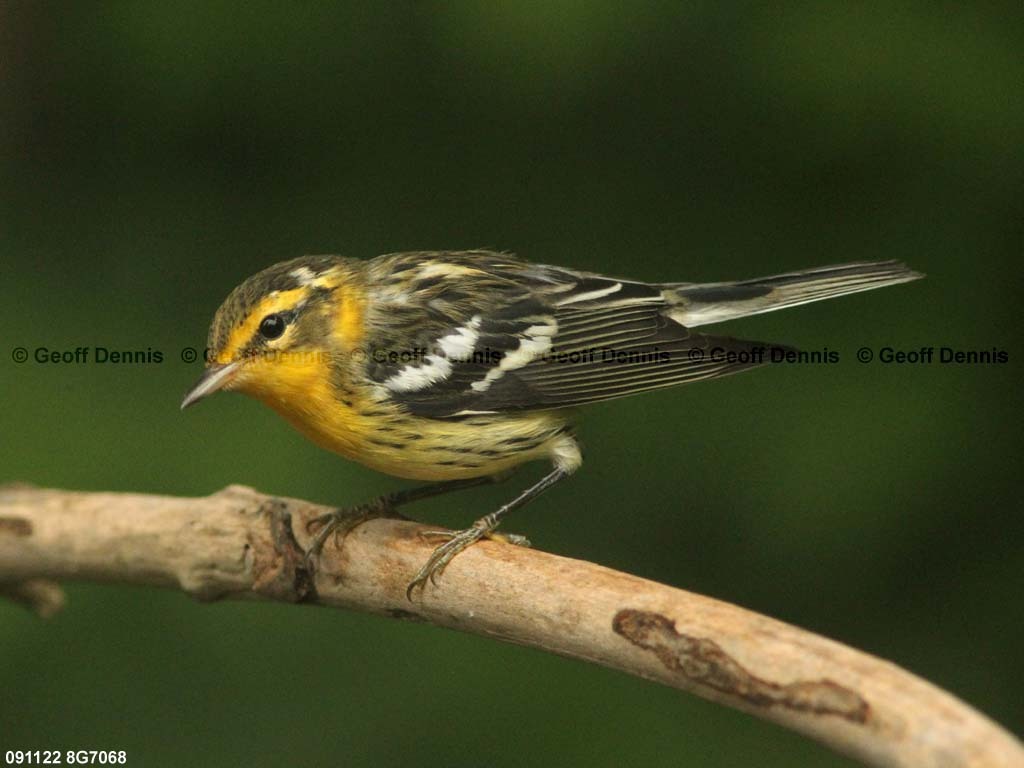 BLBW-BD_Blackburnian-Warbler