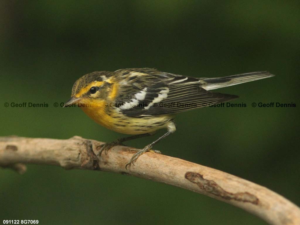 BLBW-BE_Blackburnian-Warbler