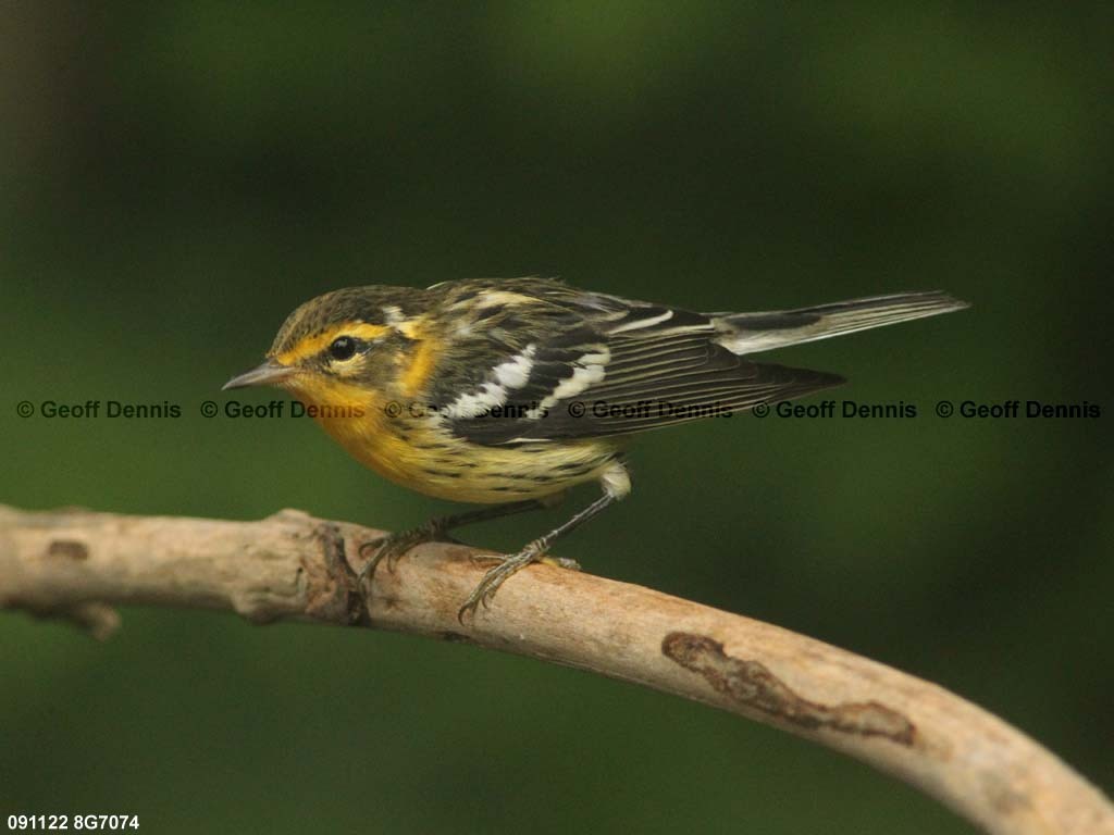 BLBW-BF_Blackburnian-Warbler