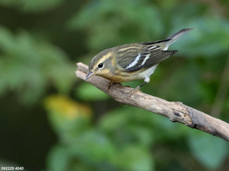 BLBW-BG_Blackburnian-Warbler