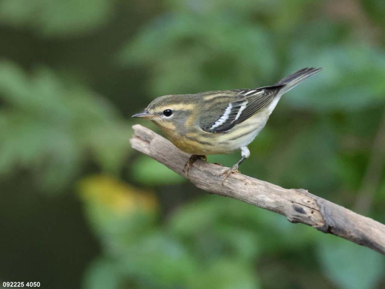 BLBW-BH_Blackburnian-Warbler